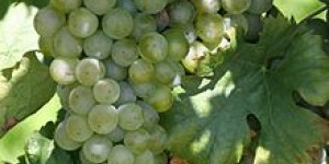 VINO MÜLLER THURGAU